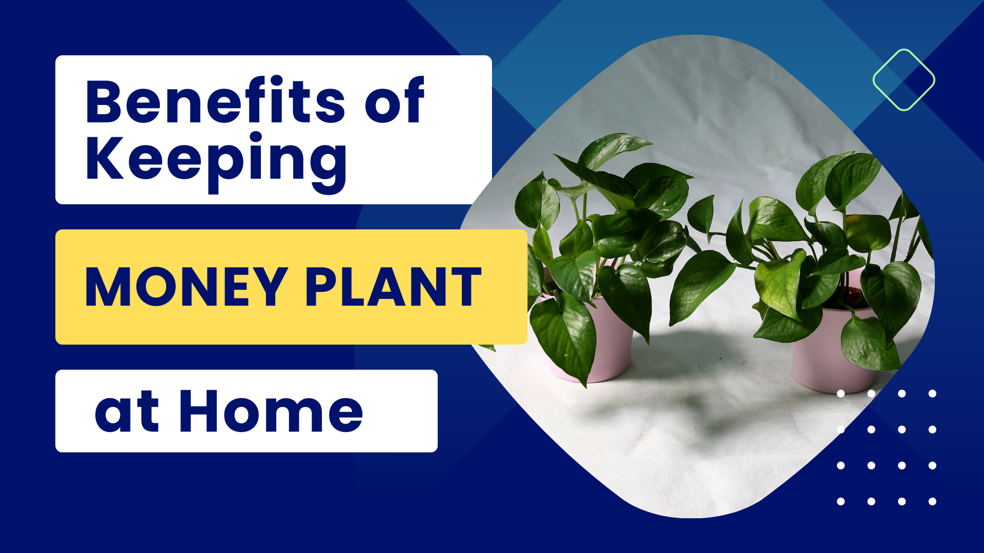 money plant benefits