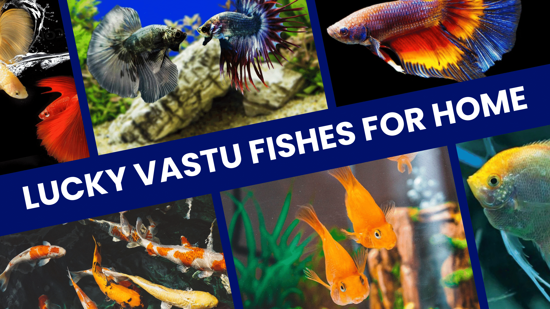 Lucky Vastu Fishes for Home