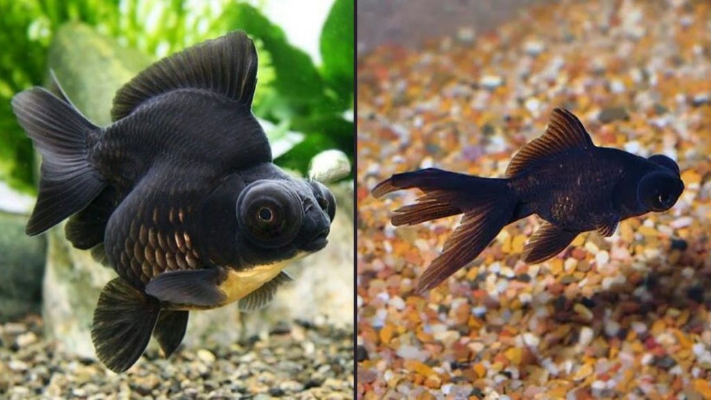 Aquarium Vastu Tips: Right placement, Lucky fish colours, types
