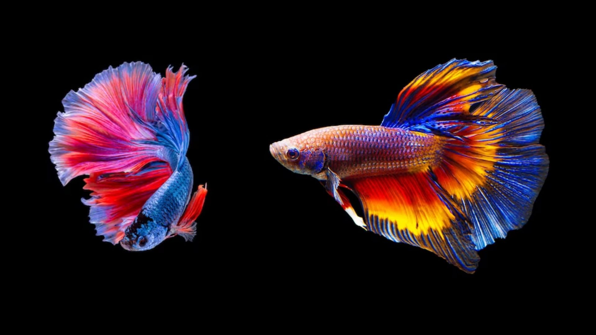 11 Lucky Vastu Fishes You Should Have in Your Home Aquarium