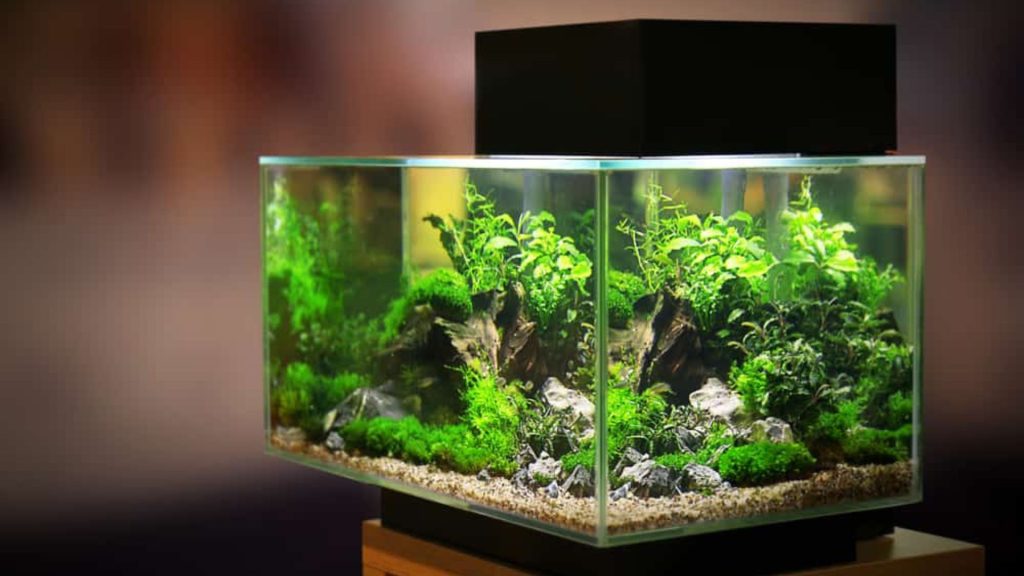 Reduce levels of ammonia, nitrates, and other toxins that can be harmful to aquarium inhabitants.
