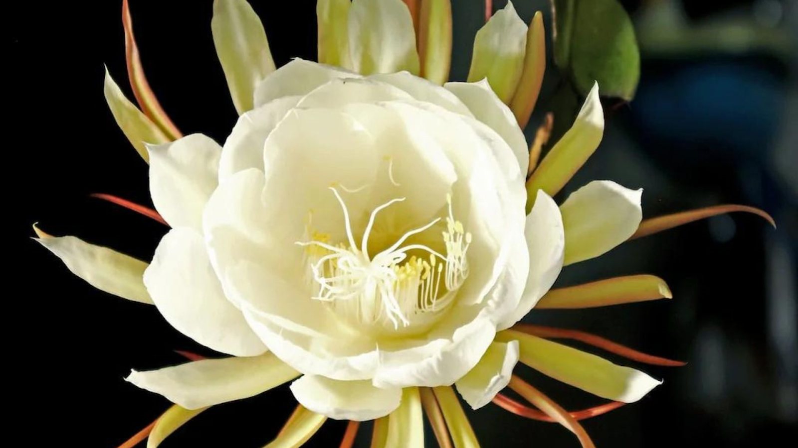Brahma Kamal Flower