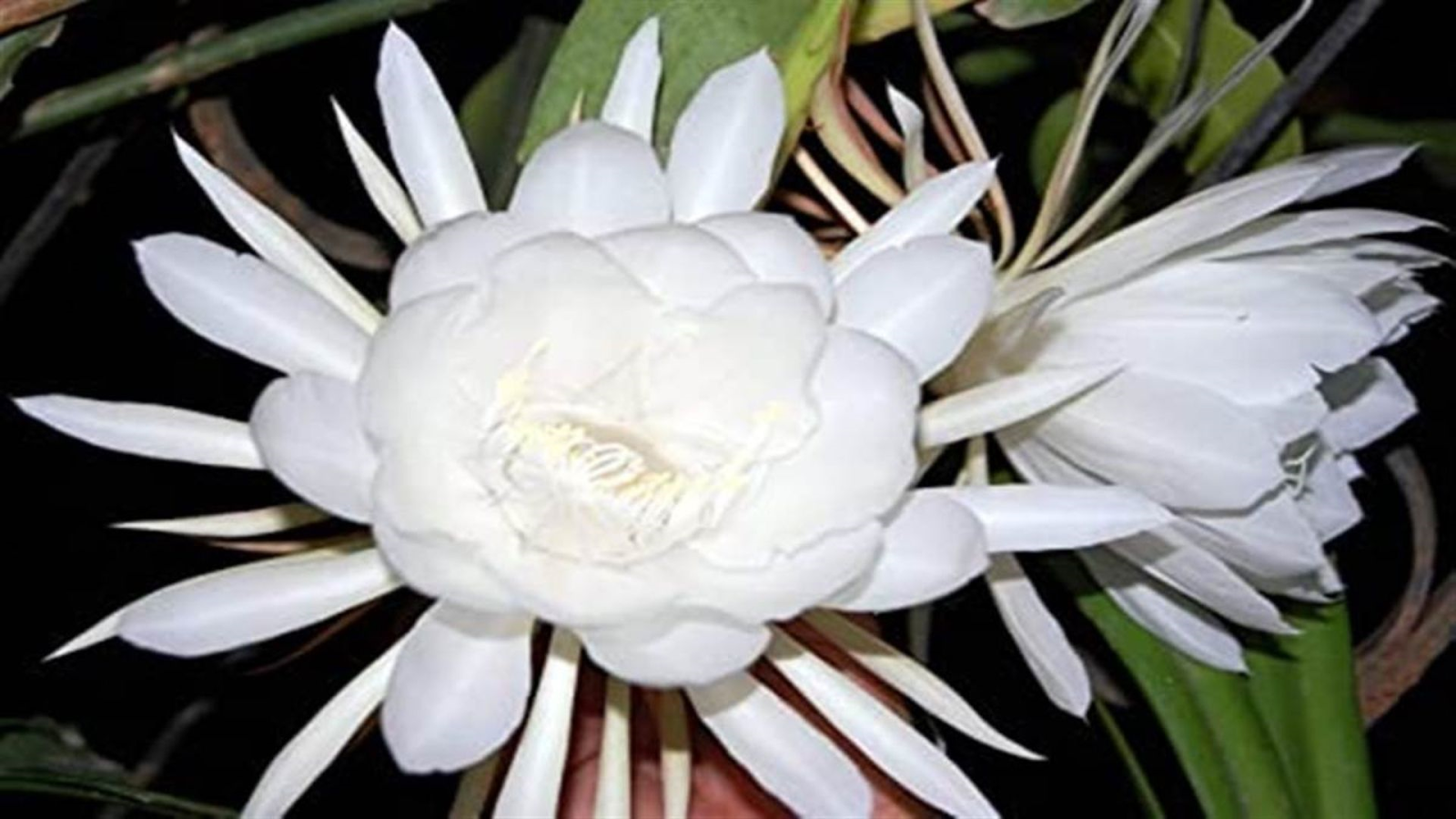 "Blossoming beauty: The enchanting Brahma Kamal flower in full bloom."